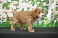 Kory, a male Cavapoo for sale in Ligonier, IN – 2 of 3