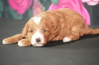 Kory, a male Cavapoo for sale in Ligonier, IN – Photo 2 of 3