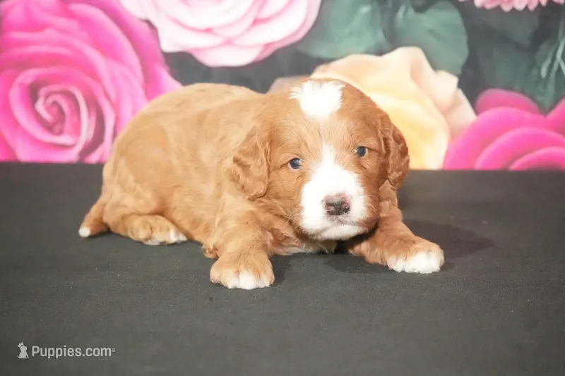 Kory – Cavapoo puppy for sale in Ligonier, IN
