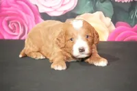 Kory, a male Cavapoo for sale in Ligonier, IN – Photo 1 of 3