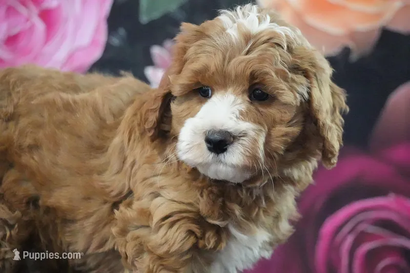 Kory – Cavapoo puppy for sale in Ligonier, IN