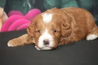 Kory, a male Cavapoo for sale in Ligonier, IN – Photo 3 of 3