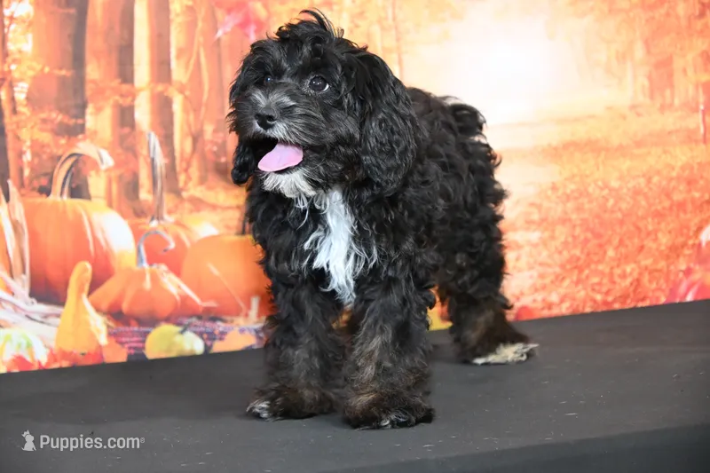 Bonnie – Cavapoo puppy for sale in Ligonier, IN