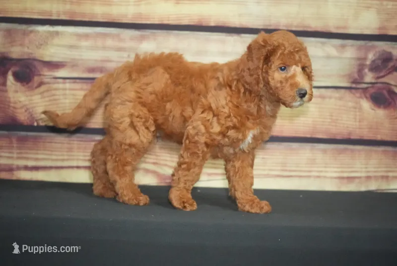 Michel  – Miniature Goldendoodle puppy for sale in Ligonier, IN