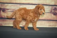 Michel , a male Miniature Goldendoodle for sale in Ligonier, IN – 1 of 3