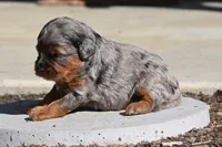 Elton, a male Cavapoo for sale in Ligonier, IN – 1 of 1
