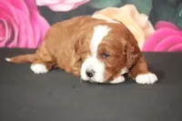 Jenko, a male Cavapoo for sale in Ligonier, IN – Photo 2 of 3