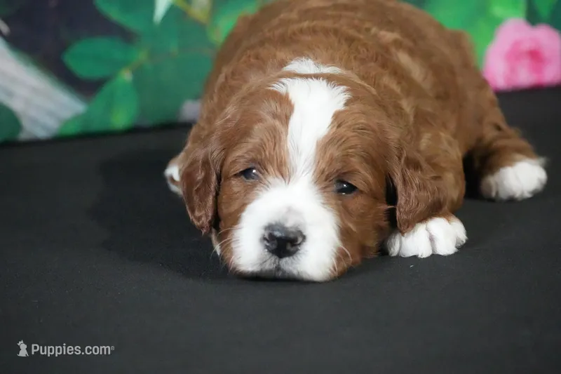 Jenko – Cavapoo puppy for sale in Ligonier, IN