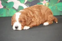 Jenko, a male Cavapoo for sale in Ligonier, IN – Photo 3 of 3