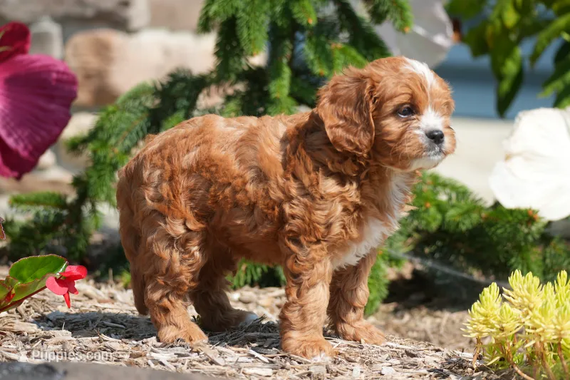 Amie – Cavapoo puppy for sale in Ligonier, IN
