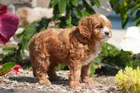 Amie, a female Cavapoo for sale in Ligonier, IN – 1 of 1