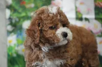 Hillary, a female Cavapoo for sale in Ligonier, IN – 2 of 3