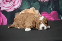 Hillary, a female Cavapoo for sale in Ligonier, IN – Photo 2 of 4