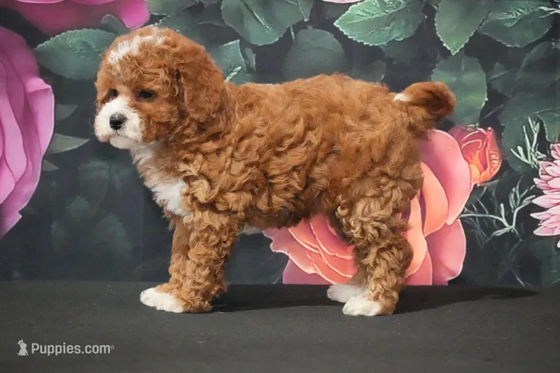 Hillary – Cavapoo puppy for sale in Ligonier, IN
