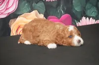 Hillary, a female Cavapoo for sale in Ligonier, IN – Photo 3 of 4