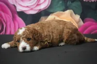 Hillary, a female Cavapoo for sale in Ligonier, IN – Photo 4 of 4