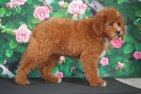 Atlas, a male Cavapoo for sale in Ligonier, IN – Photo 2 of 2