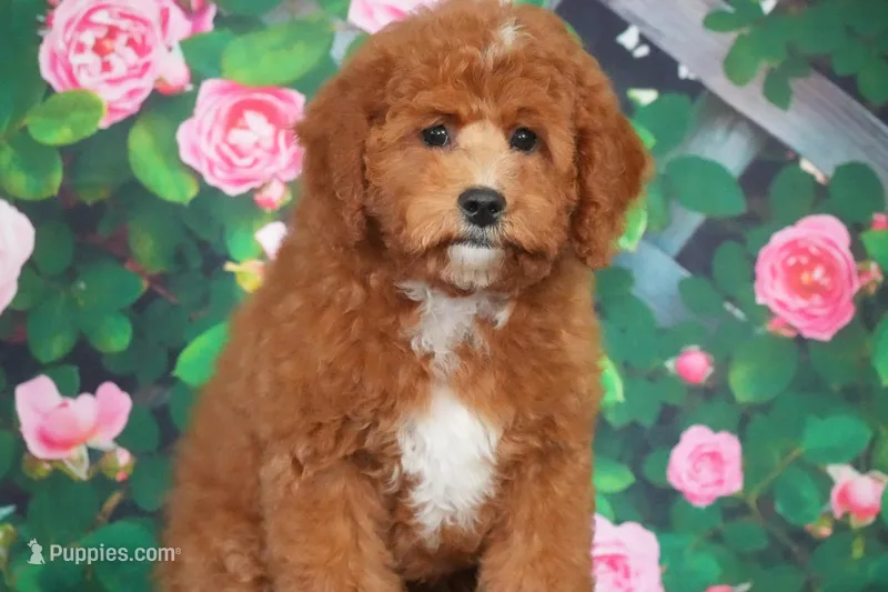 Atlas – Cavapoo puppy for sale in Ligonier, IN