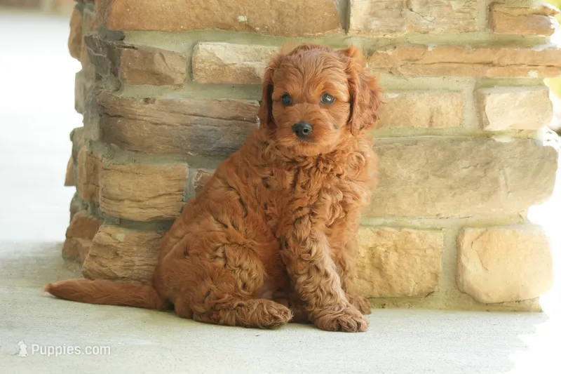 Chase  – Cavapoo puppy for sale in Ligonier, IN