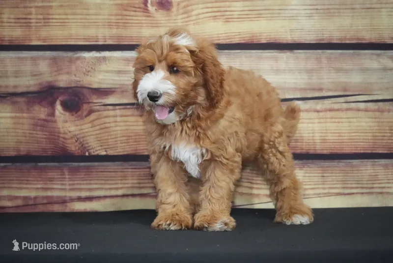 Kory – Cavapoo puppy for sale in Ligonier, IN