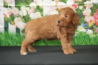 Noel, a male Miniature Goldendoodle for sale in Ligonier, IN – 2 of 2