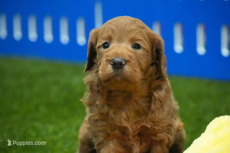 Noel – Miniature Goldendoodle puppy for sale in Ligonier, IN