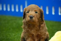 Noel, a male Miniature Goldendoodle for sale in Ligonier, IN – 1 of 2