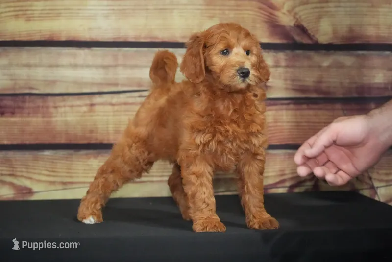 Noel – Miniature Goldendoodle puppy for sale in Ligonier, IN