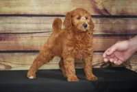 Noel, a male Miniature Goldendoodle for sale in Ligonier, IN – 1 of 3