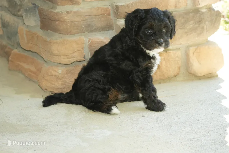 Bonnie – Cavapoo puppy for sale in Ligonier, IN
