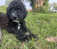 Bella, a female Shepadoodle for sale in Oshkosh, WI – 2 of 3