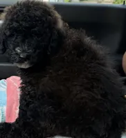 Bella, a female Shepadoodle for sale in Oshkosh, WI – 3 of 3