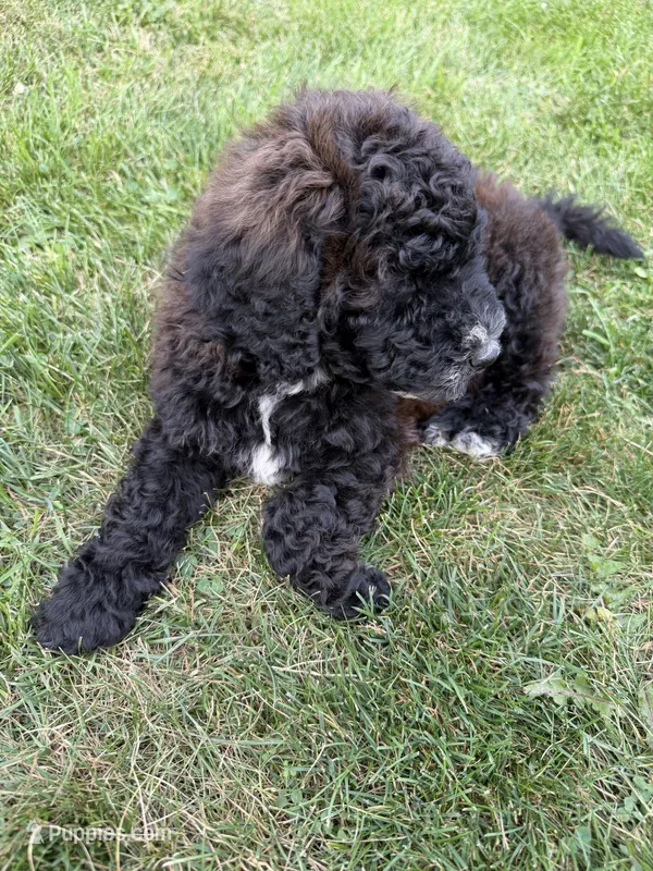 Bella – Shepadoodle puppy for sale in Oshkosh, WI