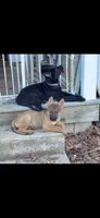 Waylon , a male German Shepherd Dog for sale in Danville, VA – Photo 6 of 10
