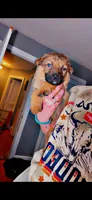 Waylon , a male German Shepherd Dog for sale in Danville, VA – Photo 4 of 10