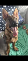 Waylon , a male German Shepherd Dog for sale in Danville, VA – Photo 9 of 10