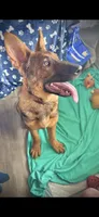 Waylon , a male German Shepherd Dog for sale in Danville, VA – Photo 8 of 10