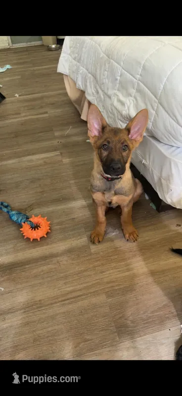 Waylon  – German Shepherd Dog puppy for sale in Danville, VA