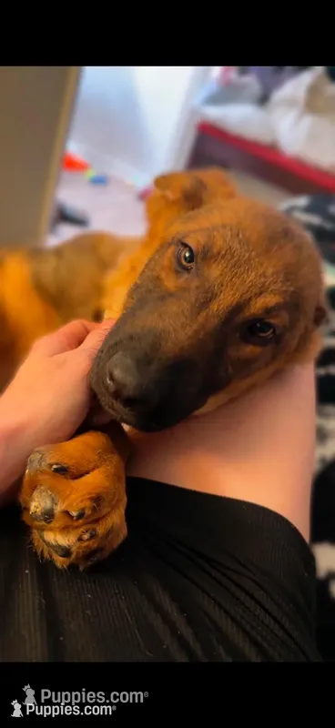 Waylon  – German Shepherd Dog puppy for sale in Danville, VA