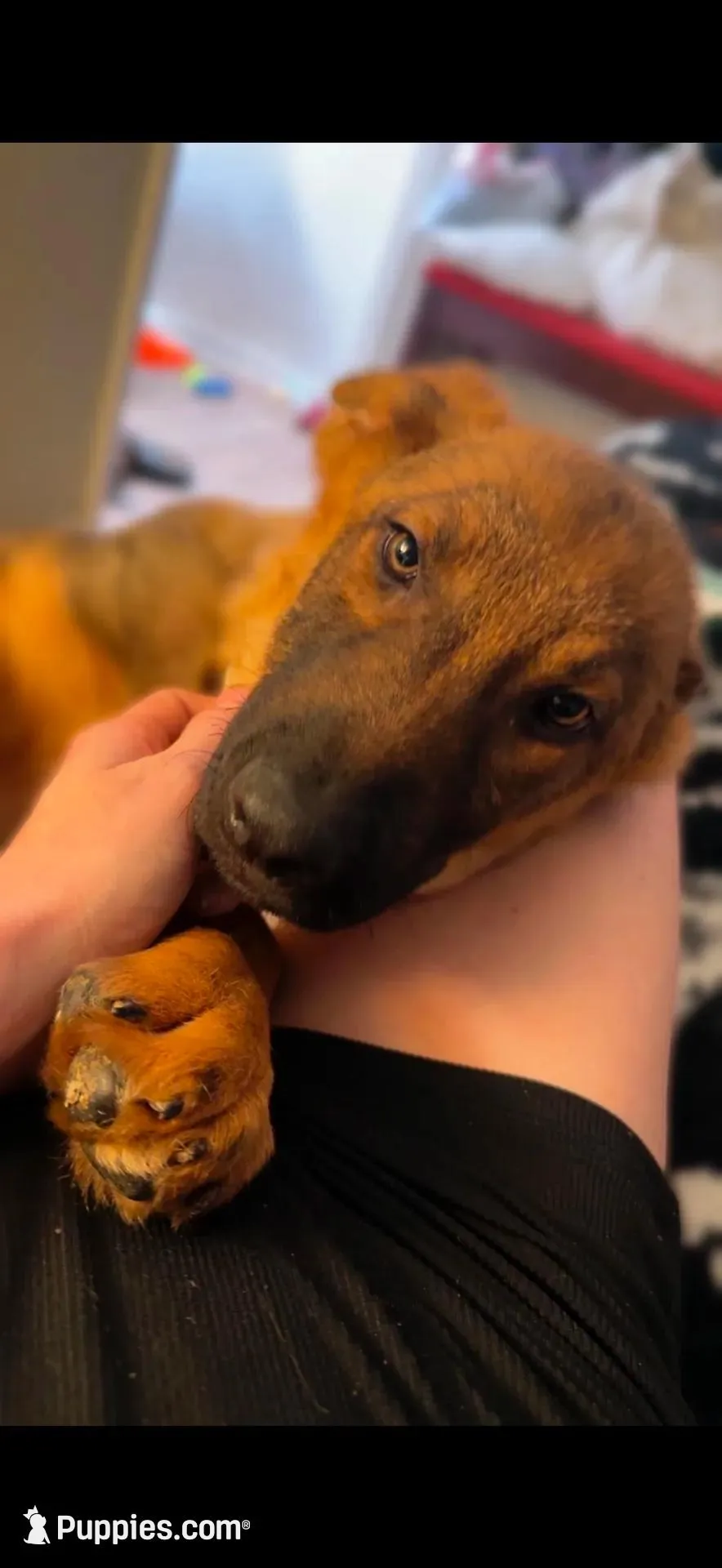 Waylon , a male German Shepherd Dog for sale in Danville, VA – Photo 1 of 10