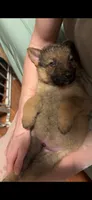 Waylon , a male German Shepherd Dog for sale in Danville, VA – Photo 5 of 10