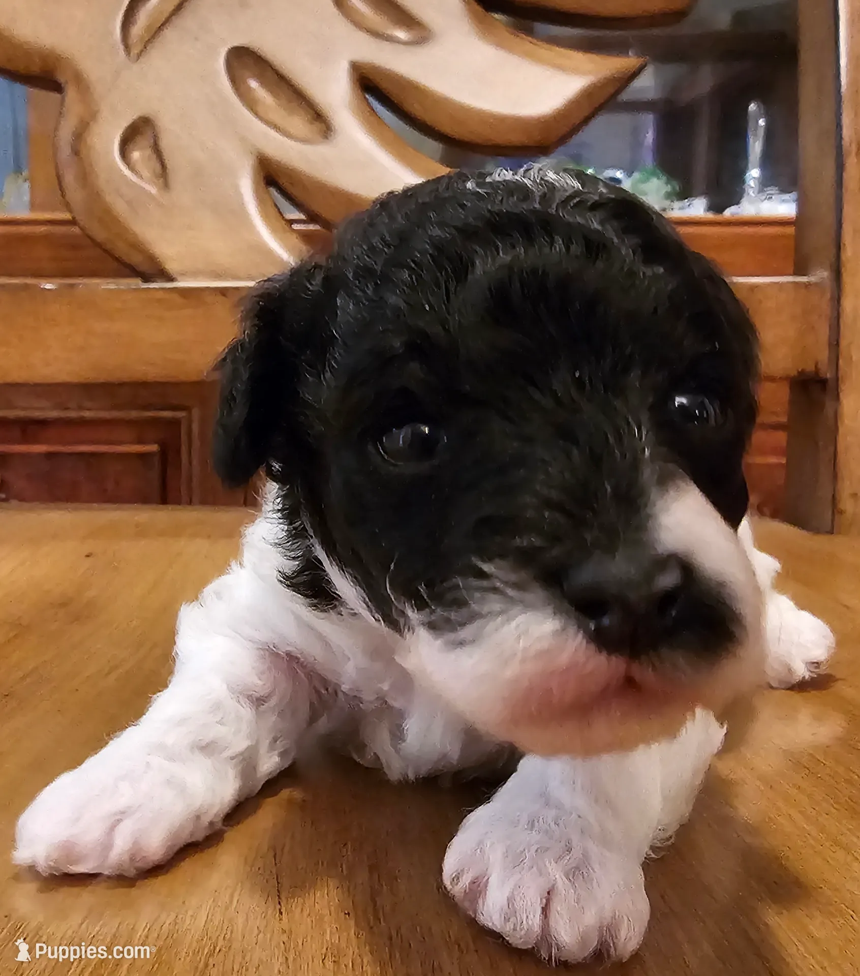 Oreo, a male Poodle - Toy  for sale in Picayune, MS – Photo 2 of 3