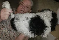 Bronwyn, a female Poodle - Toy  for sale in Picayune, MS – Photo 4 of 6