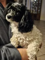 Bronwyn, a female Poodle - Toy  for sale in Picayune, MS – Photo 2 of 6