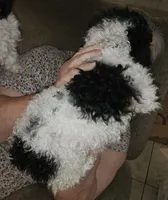 Bronwyn, a female Poodle - Toy  for sale in Picayune, MS – Photo 6 of 6