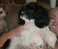 Bronwyn, a female Poodle - Toy  for sale in Picayune, MS – Photo 5 of 6