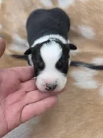 Black Tri female #2, a female Australian Shepherd for sale in White Cloud, MI – 3 of 6