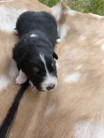 Black Tri male #2, a male Australian Shepherd for sale in White Cloud, MI – 6 of 6
