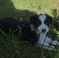 Black Tri female , a female Australian Shepherd for sale in White Cloud, MI – 4 of 4