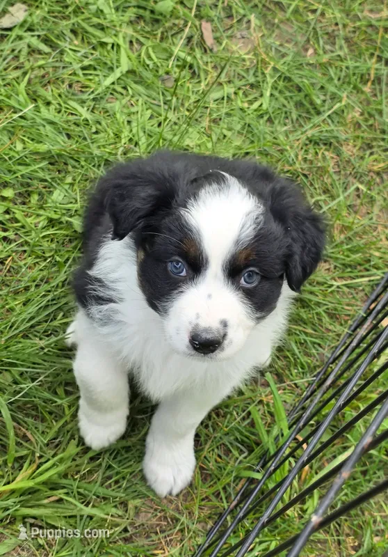 Black Tri female  – Australian Shepherd puppy for sale in White Cloud, MI